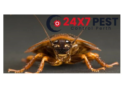 Cockroach Control Perth - 1/4