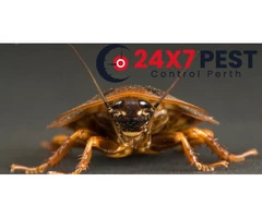 Cockroach Control Perth