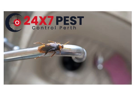 Cockroach Control Perth - 2/4