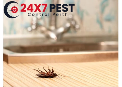 Cockroach Control Perth - 3/4