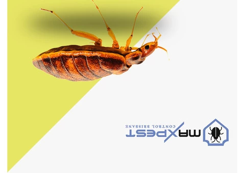 Bed Bug Control Brisbane - 3/4