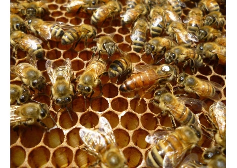 Bee Removal Hobart - 1/5