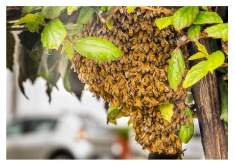 Bee Removal Hobart - 4/5