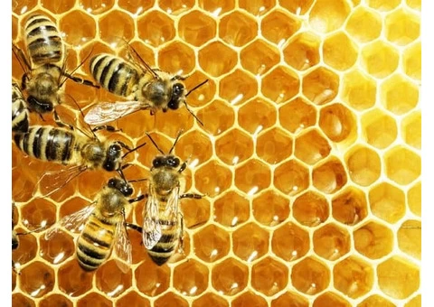 Bee Removal Hobart - 5/5