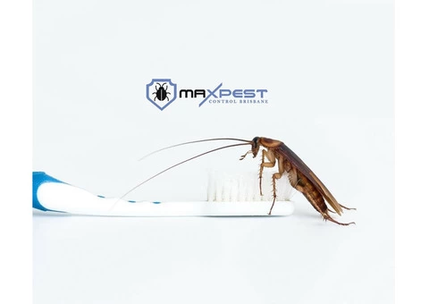 Cockroach Control Brisbane - 1/8