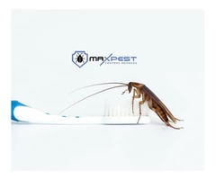 Cockroach Control Brisbane