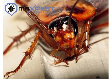 Cockroach Control Brisbane - 4/8