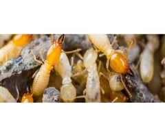 Termite Control Sydney
