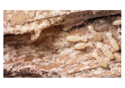 Termite Control Sydney - 2/5