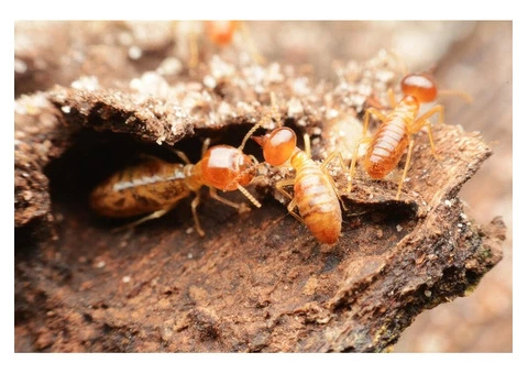 Termite Control Sydney - 3/5