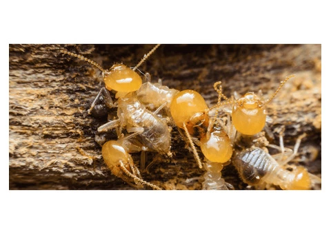 Termite Control Sydney - 5/5