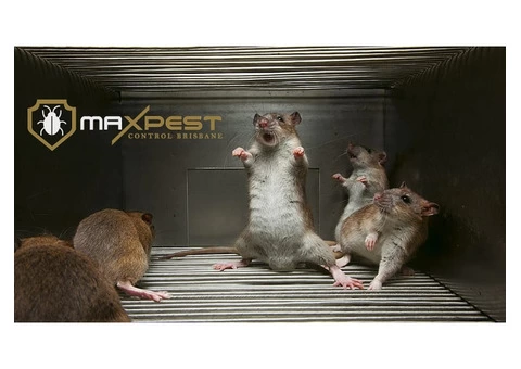 Rodent Control Brisbane - 1/7