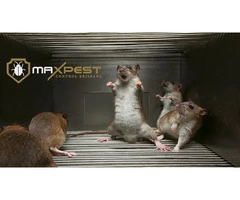 Rodent Control Brisbane
