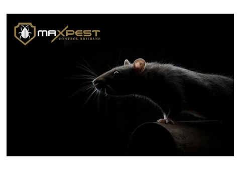 Rodent Control Brisbane - 5/7