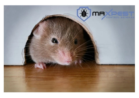 Rodent Control Brisbane - 6/7