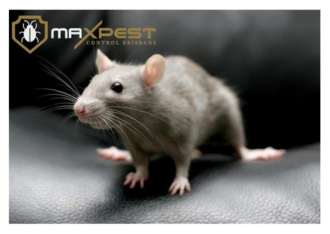 Rodent Control Brisbane - 7/7
