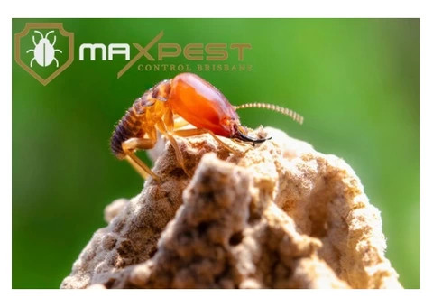 Termite Control Brisbane - 1/8