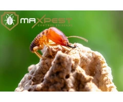 Termite Control Brisbane