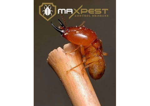 Termite Control Brisbane - 2/8