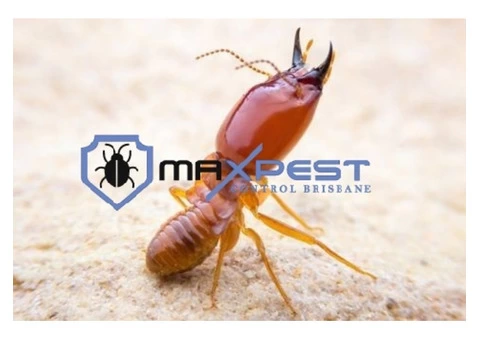 Termite Control Brisbane - 3/8