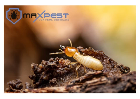 Termite Control Brisbane - 4/8