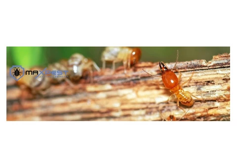 Termite Control Brisbane - 6/8