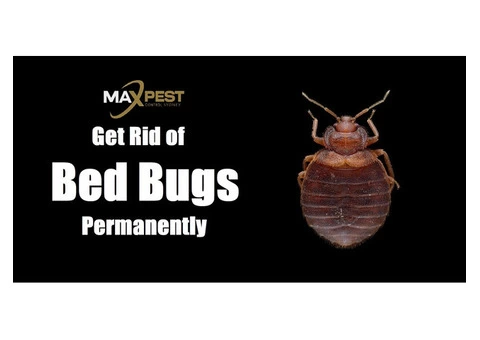 Bed Bug Control Sydney - 1/7