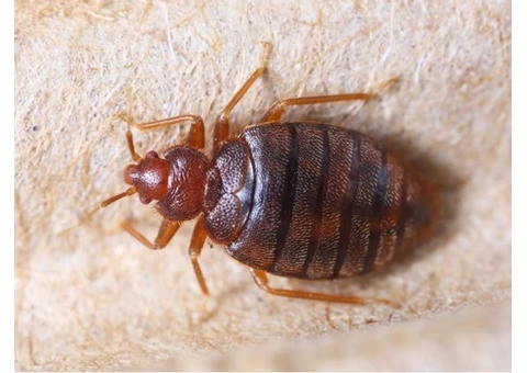 Bed Bug Control Sydney - 4/7