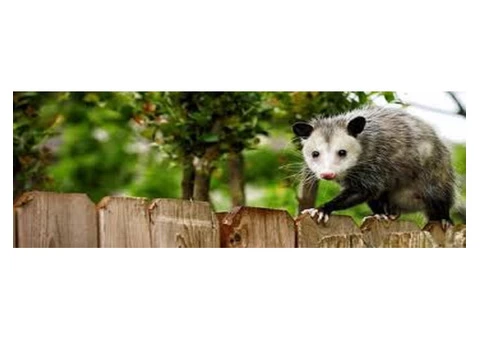 Possum Control Brisbane - 2/2