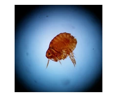 Flea Control Sydney