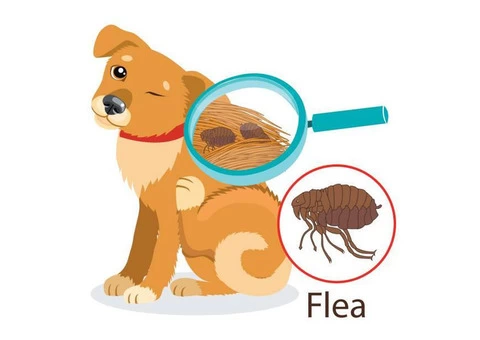Flea Control Sydney - 4/6