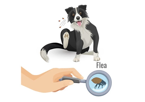 Flea Control Sydney - 5/6