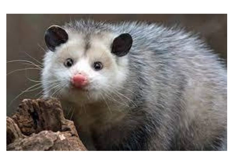 Possum Removal Sydney - 1/5