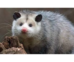 Possum Removal Sydney