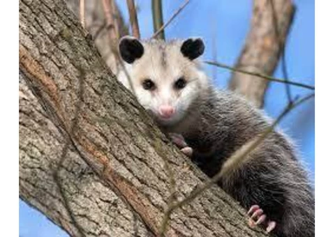Possum Removal Sydney - 2/5