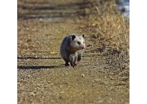Possum Removal Sydney - 3/5