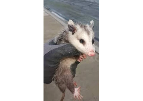 Possum Removal Sydney - 4/5