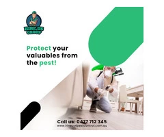 Hire The Best Wasp Control Services in Melbourne