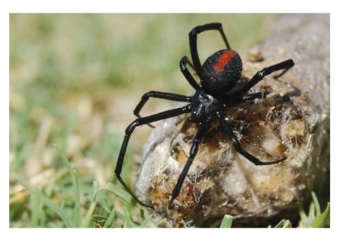Spider Control Sydney - 1/3