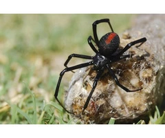 Spider Control Sydney