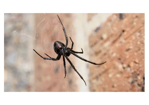 Spider Control Sydney - 2/3