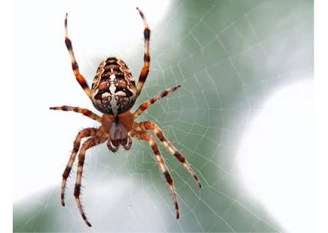 Spider Control Sydney - 3/3