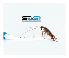 Cockroach Control Sydney