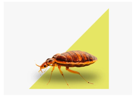 Bed Bug Control Sydney - 4/6