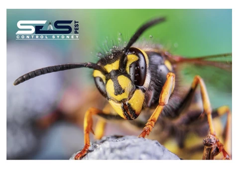 Bee Removal Sydney - 1/8