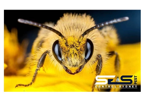 Bee Removal Sydney - 2/8