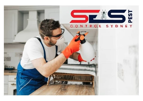 Bee Removal Sydney - 3/8