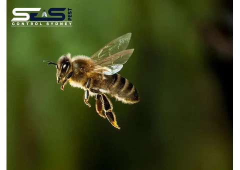 Bee Removal Sydney - 4/8