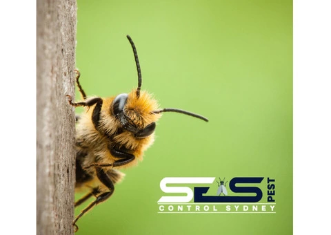 Bee Removal Sydney - 7/8