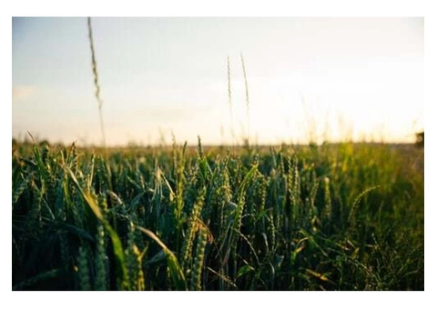 Need to get in touch with a licensed crop-cleaning firm in Halbury?